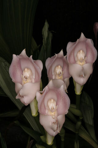 File:Anguloa virginalis pink.jpg