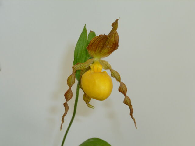 File:Orchids 001.jpg