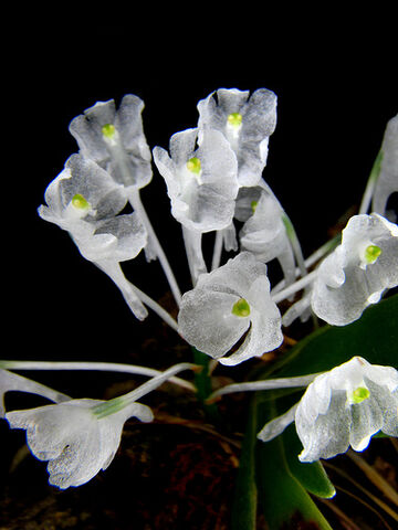 File:Podangis dactyloceras.jpg