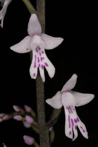 File:Stenoglottis fimbriata.jpg