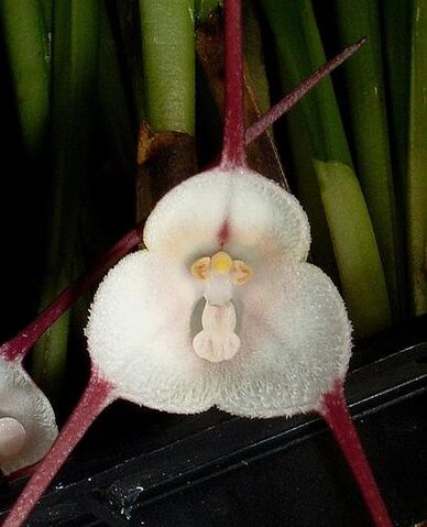 File:Dracula velutina.jpg