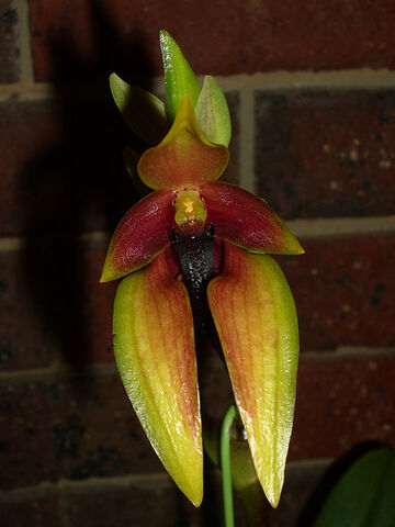 File:Bulbophyllum carunculatum1.jpg