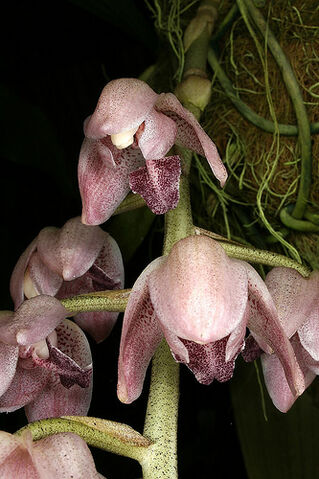 File:Lacaena spectabilis.jpg