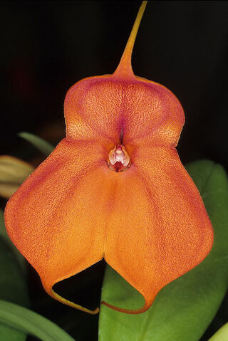 File:Masd. Don Dragoni.jpg