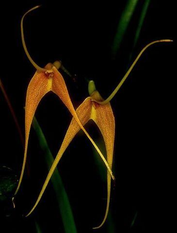 File:Masdevallia cinnamomea.jpg