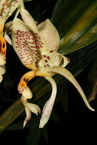 File:Stanhopea oculata.jpg