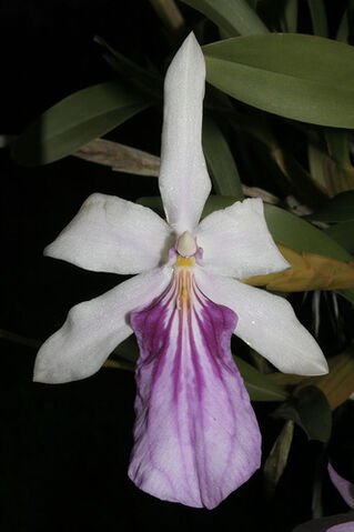 File:Miltonia spectabilis bicolor.jpg