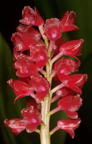 File:Arpophyllum giganteum subsp. alpinum.jpg
