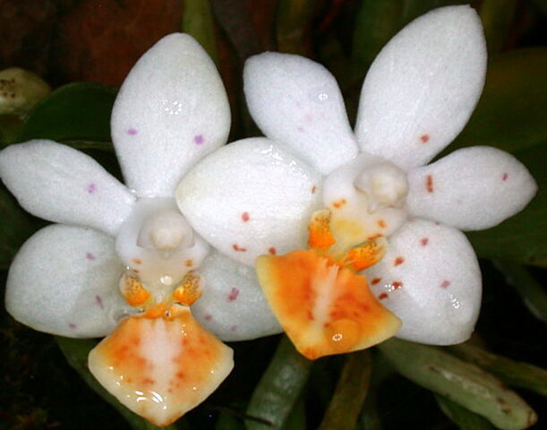 File:Phalaenopsis Micro Nova.jpg