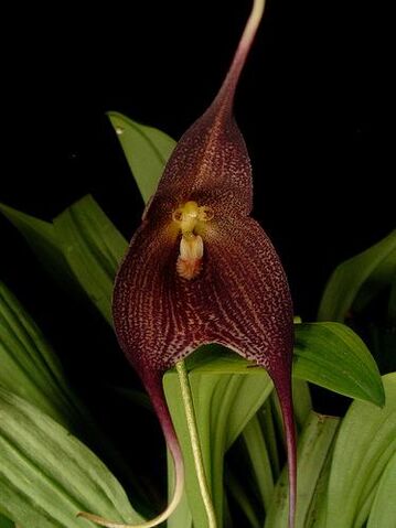 File:Dracula ortiziana.jpg