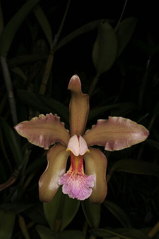 File:C. granulosa.jpg