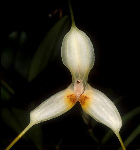 File:Masdevallia apparitio.jpg