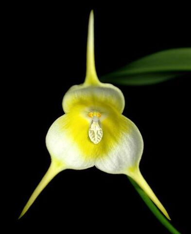 File:Dracula verticulosa alba.jpg