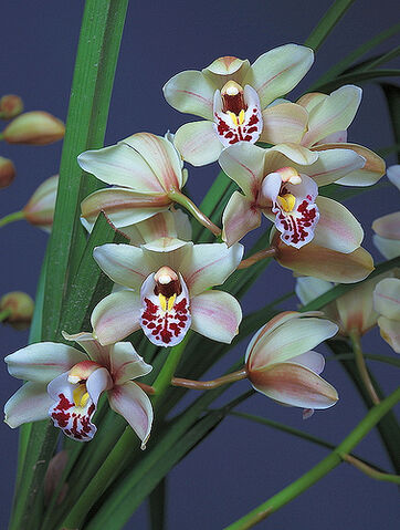 File:Cymbidium Showgirl 'Malibu' .jpg