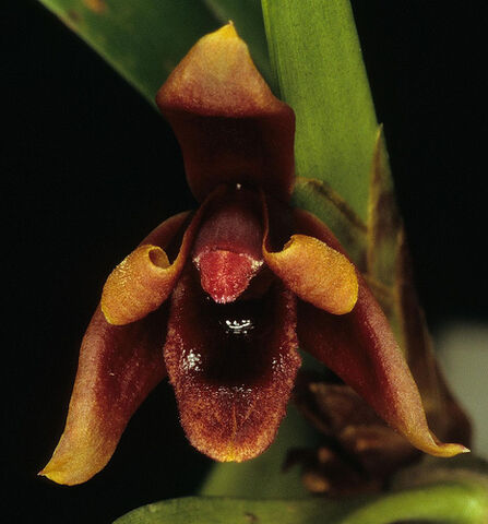 File:Maxillaria variabilis red.jpg