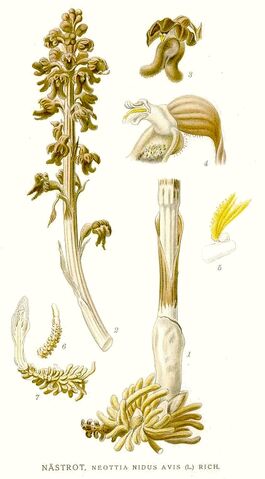 File:Neottia nidus-avis plate.jpg