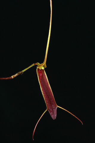 File:Trisetella regia.jpg