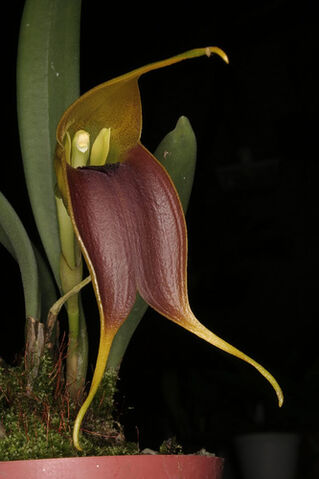 File:Masd. velifera2.jpg