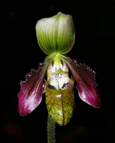 File:Paphiopedilum sangii.jpg