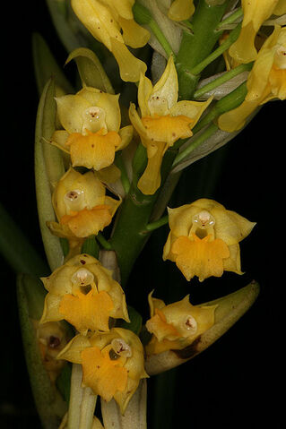 File:Calanthe densiflora.jpg