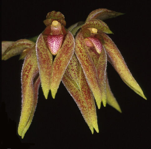 File:Bulb sarcophyllum.jpg