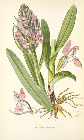 File:Dactylorhiza incarnata plate.jpg