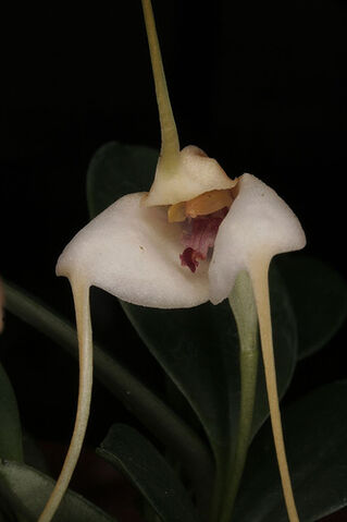 File:Masdevallia ejiriana.jpg