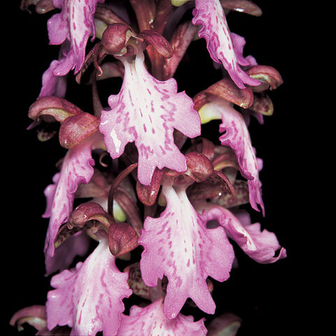 File:Barlia metlesicsiana.jpg