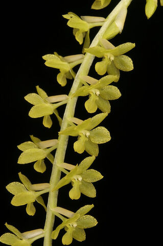 File:Dendrochilum filiforme.jpg