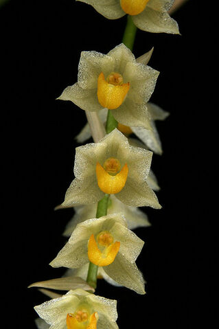 File:Pholidota cantonensis.jpg