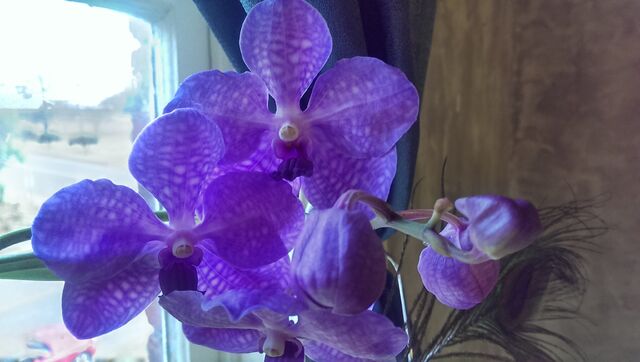 File:Vanda Bangkok Blue 3.jpg