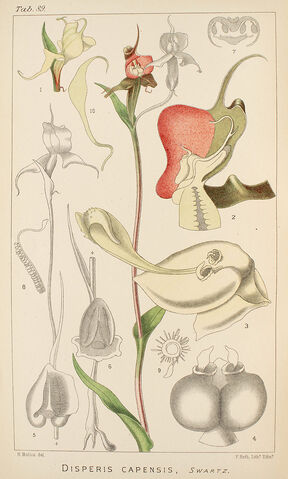 File:Disperis capensis plate.jpg