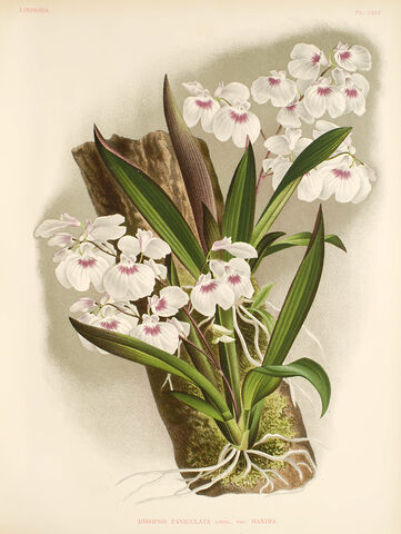 File:Ionopsis utriculariodes plate.jpg