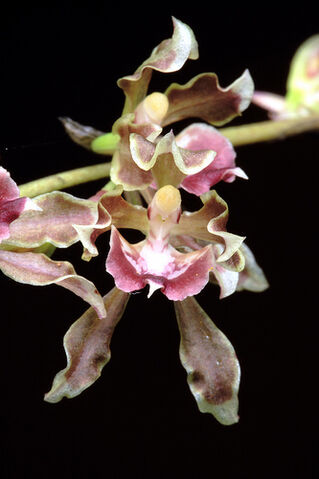 File:Oncidium peltiforme.jpg