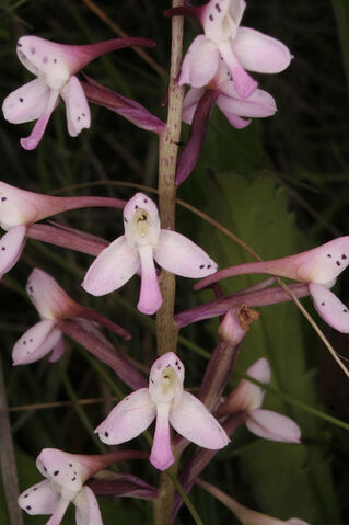 File:Disa oreophila2.jpg