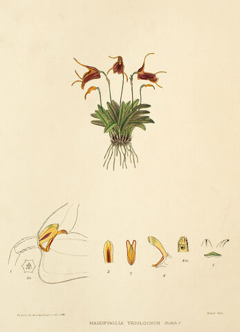 File:Trisetella triglochin plate.jpg