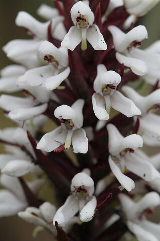 File:Disa alticola.jpg