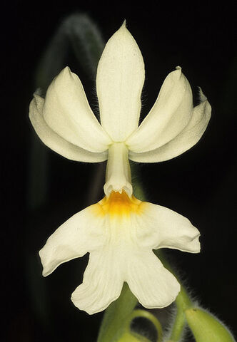 File:Calanthe hennisii.jpg