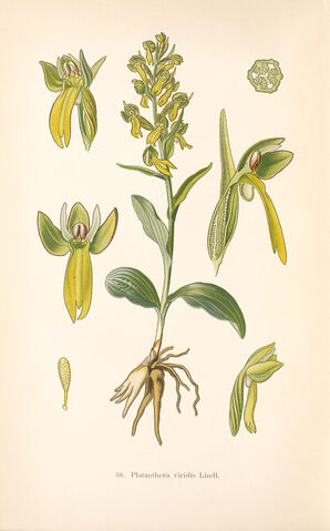 File:Coeloglossum viride plate.jpg