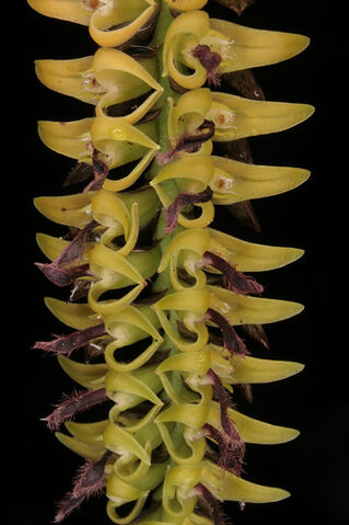 File:Bulb. vulcanicum.jpg