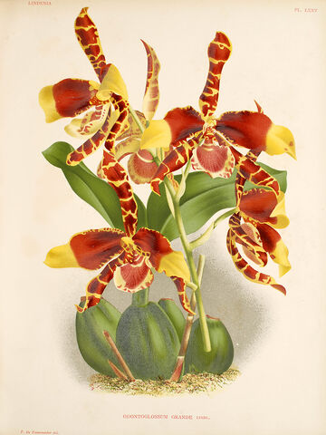 File:Rossioglossum grande plate.jpg