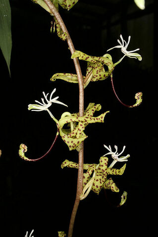File:Cycnoches peruvianum male.jpg
