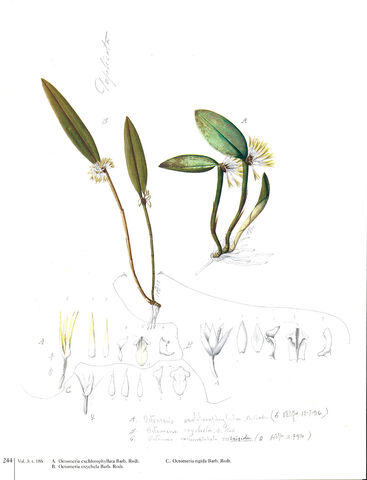 File:Octomeria rigida plate.jpg