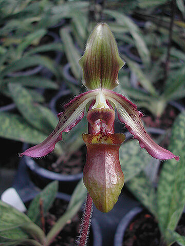 File:Paphiopedilum hookerae var. volonteanum.jpg