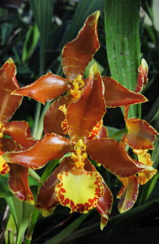 File:Rossioglossum hagsaterianum 05 wikia.jpg