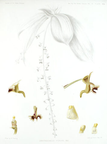 File:Ornithochilus difformis plate.jpg