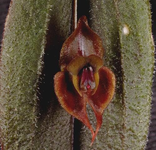 File:Lepanthes gargoyla.jpg