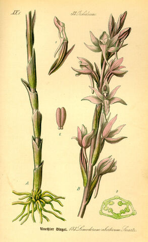 File:Limodorum atrorubens plate.jpg
