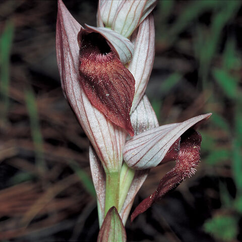 File:Serapias orientalis subsp. levantina.jpg