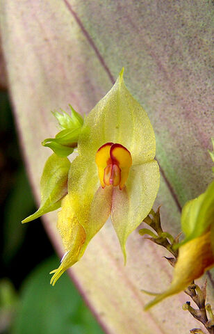 File:Lepanthes gargantua.jpg